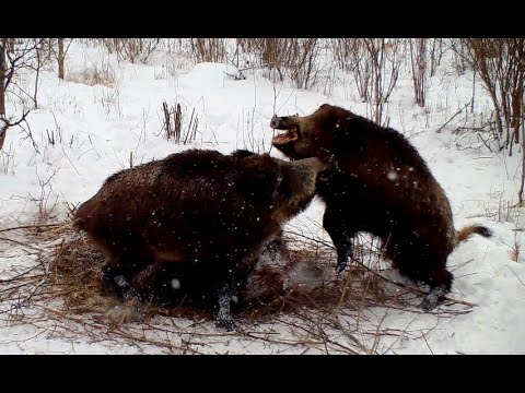 Видео: Любовные игрища диких кабанов!!!