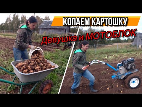 Видео: Девушка копает картошку мотоблоком