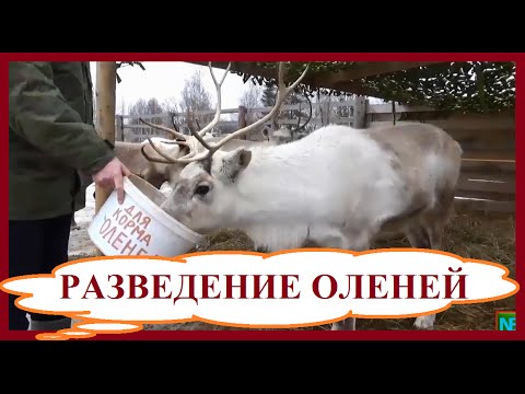 Видео: Разведение оленей. Выгодный домашний бизнес в деревне и на селе.