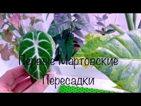 Видео: Первые Мартовские Пересадки( Часть Первая)