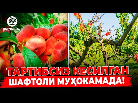 Видео: ШАФТОЛИНИ ХАТО КЕСИШ ОҚИБАТЛАРИ! | ШУҲРАТ АБРОРОВ  #shuhratabrorov #shaftoli #uzbekistan