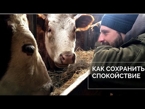 Видео: Что нам помогает сохранять спокойствие