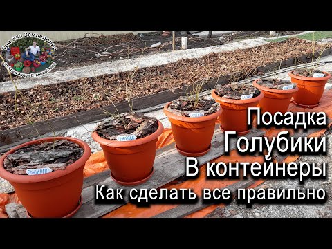 Видео: Посадка голубики в контейнеры. Как сделать все правильно #ТриЭкоСад