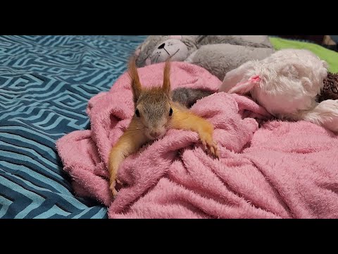 Видео: Как комфортно обустроить вольер для белки/ игрушки и прочее... 🐿️ Aviary for a squirrel