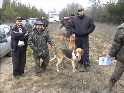 Видео: Испытания гончих по зайцу 2009 год. часть 1