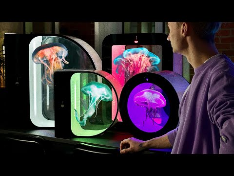 Видео: КАК РАЗМНОЖАЮТ МЕДУЗ? Все ответы на вопросы по содержанию аквариума дома. Наши новинки для медуз!