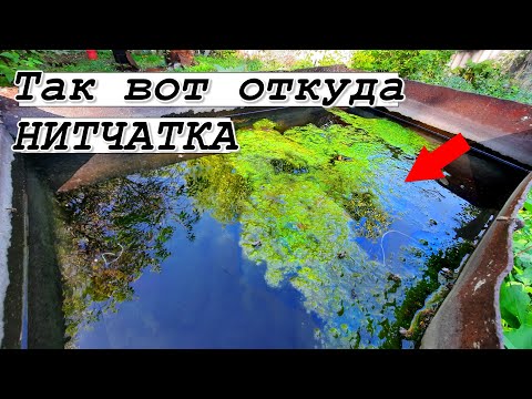 Видео: ВОЛОСЫ ВСТАЛИ ДЫБОМ КОГДА Я СДЕЛАЛ ТЕСТЫ ВОДОПРОВОДНОЙ ВОДЫ. Fadenalgen im Teich.