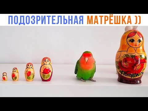 Видео: 1 ПРЕДАТЕЛЬ СРЕДИ НАС ))) | Приколы с попугаями | Мемозг 1505