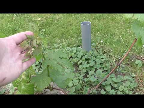 Видео: Что важно сделать на винограднике в начале лета. Поговорим о длинной и короткой обрезке