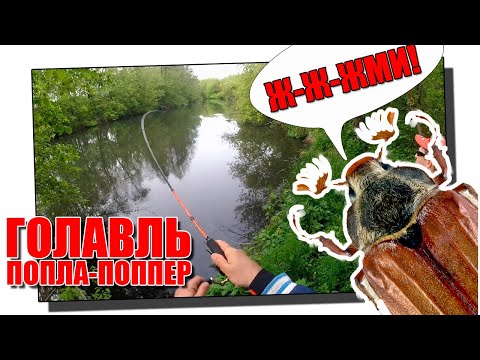 Видео: Ловля голавля на майского жука на попла-поппер