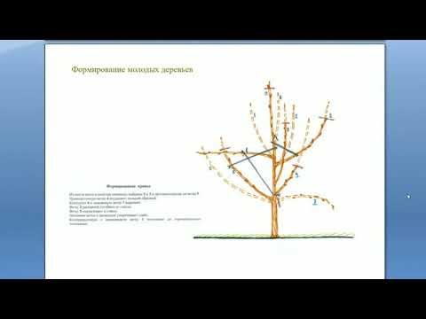 Видео: Формирование и обрезка молодых деревьев и саженцев. Обрезка деревьев от А до Я. Часть 4. ©