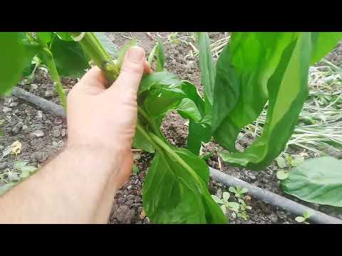 Видео: Махни първия цвят на пипера и удвои реколтата си – виж защо!