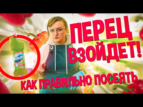 Видео: КОГДА СЕЯТЬ ПЕРЕЦ НА РАССАДУ? ПОДСКАЗКА
