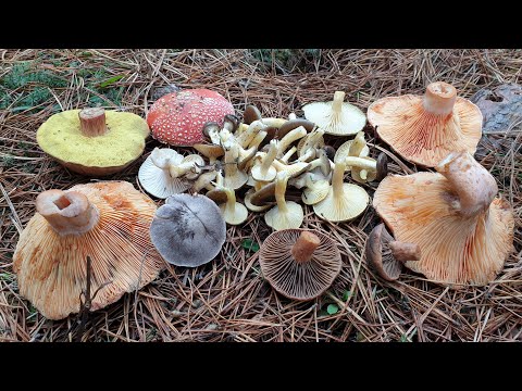 Видео: РЫЖИКИ , ВЕШЕНКИ И БЛЕДНАЯ ПОГАНКА ! БОЛЬШОЕ РАЗНООБРАЗИЕ ГРИБОВ В КОНЦЕ ОКТЯБРЯ ! Грибы 2020 !