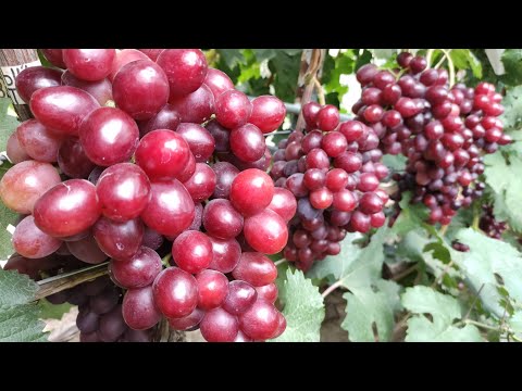 Видео: ТОП СВЕРХ-РАННИХ И РАННИХ СОРТОВ ВИНОГРАДА 2024! 🍇🍇🍇 ЧАСТЬ 3! WhatsApp и Viber +79528500417.