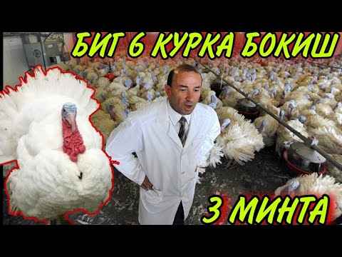 Видео: УЙ ШАРОИТИДА😱😱😱 (БИГ 6) БОКИШ 3 МИНГТА
