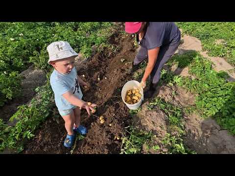 Видео: Как в Бобруйске,на рынке появляется картошка!