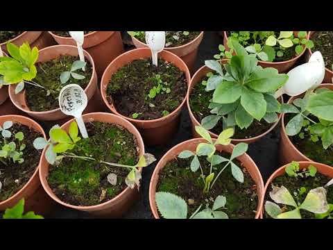 Видео: Как поживают морозники 10.11.2025 г