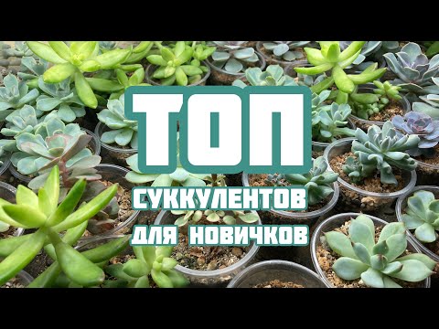Видео: Топ 7 суккулентов для начинающих