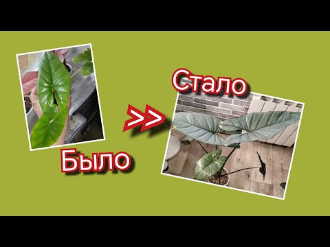 Видео: Было - стало | Как изменились мои растения после покупки или пересадки