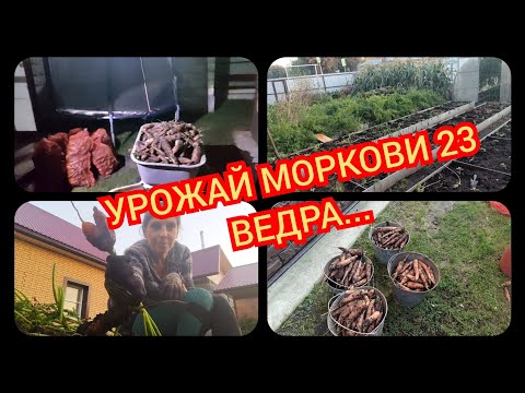 Видео: 09.2025 Накопала морковки больше 20 вёдер!!.