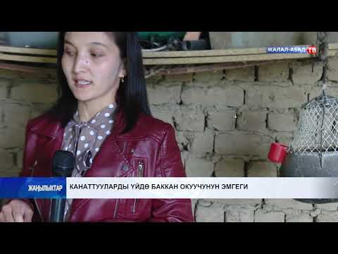 Видео: Канаттууларды үйдө баккан окуучунун эмгеги