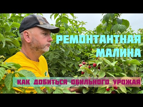 Видео: Встречаем обильный урожай.Что нужно малине во время цветения.