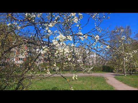Видео: влог - дела домашние и прогулка