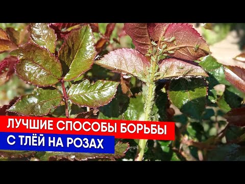 Видео: Лучшие способы борьбы с тлёй на розах