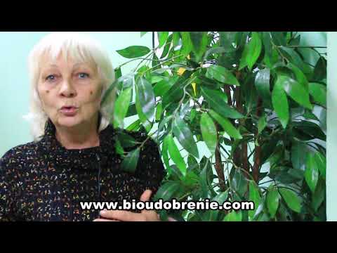 Видео: EKD ОТЗЫВЫ  Огромные помидоры. Клубника выжила в засуху.