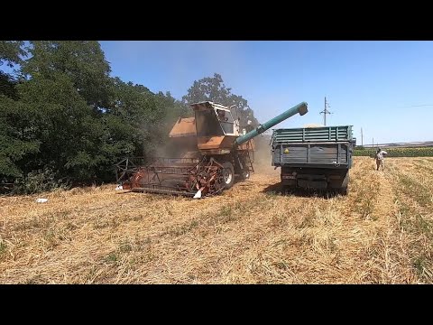 Видео: Уборка озимой пшеницы 2021 . Не успеваем вывозить зерно с поля . Комбайн косит - зерно сыпет .