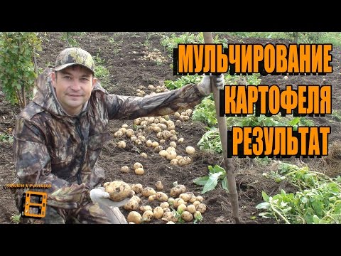 Видео: РЕЗУЛЬТАТ МУЛЬЧИРОВАНИЯ КАРТОФЕЛЯ. СЕКРЕТЫ ВЫРАЩИВАНИЯ КАРТОФЕЛЯ 4. САД (ОГОРОД) И ТЕПЛИЦА
