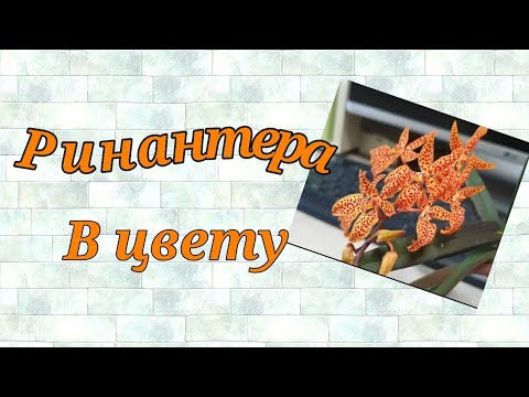Видео: Ренантера в цвету.Renanthera monachica.