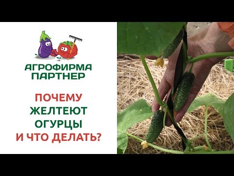 Видео: ПОЧЕМУ ЖЕЛТЕЮТ ОГУРЦЫ И ЧТО ДЕЛАТЬ?