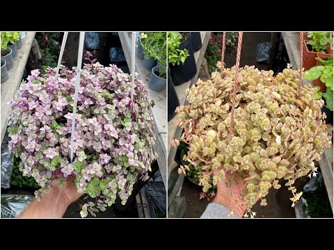 Видео: Каллизия, крассула - выращивание, уход, размножение.