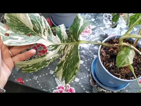 Видео: МОНСТЕРА АЛЬБА ВАРИЕГАТНАЯ через 7 месяцев после черенкования КАК РАСТЕТ и как выглядит
