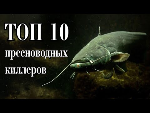 Видео: ТОП 10 ПРЕСНОВОДНЫХ КИЛЛЕРОВ