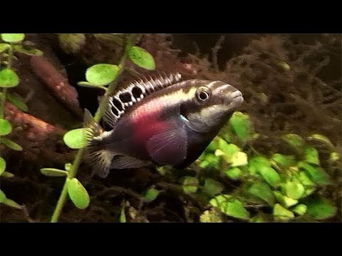 Видео: Pelvicachromis pulcher 2019 part 1/Попугайчики - борьба самцов за благосклонность самки.Часть 1