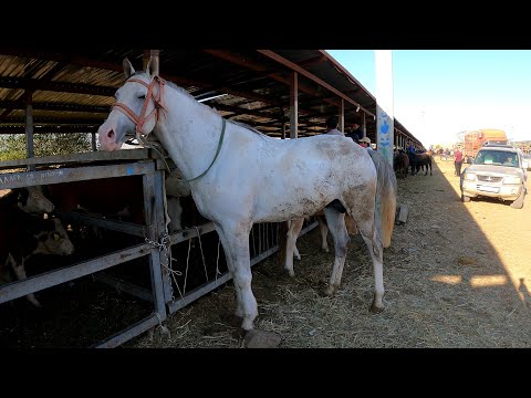 Видео: ҰЗЫНАҒАШ АМАНАТ МАЛ БАЗАРЫ 04.09.2022 ЖЫЛҚЫ БАҒАЛАРЫ.Алматы облысы Жамбыл ауданы.#Базаркз