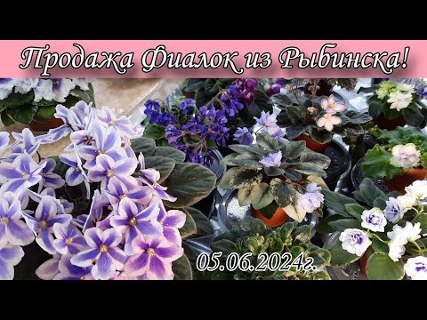 Видео: Продажа фиалок из Рыбинска! излишки моей коллекции! 05.06.2024г.