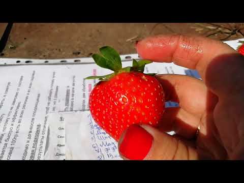 Видео: Обзор сортов НСД. Самый вкусный из нетралов.