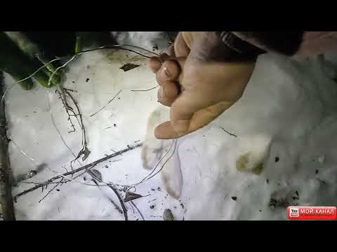 Видео: Проверка петель на зайца . Когда поменяли место результат имеет большое значение.  5 выпуск