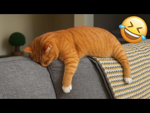 Видео: Смешные видео с ЖИВОТНЫМИ 😂 | Самые смешные кошки и собаки 2025 года 🐶😼