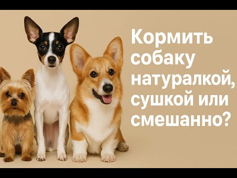 Видео: Кормить собаку натуралкой, сухим кормом или комбинировать? - Выбор зависит от кошелька и времени