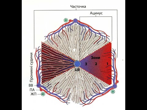 Видео: Патологія печінки та жовчного міхура