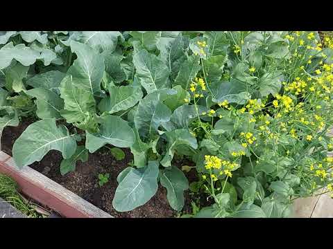 Видео: Дайкон опять ушёл в стрелку!!! Сею цветную капусту и брокколи для второго урожая!