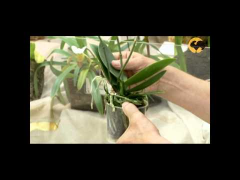 Видео: Сад и огород-106 Орхидеи: уход, полив, пересадка, освещение