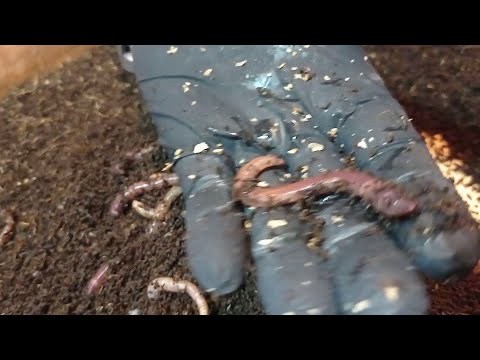 Видео: Триходерма. Борьба с гибелью червя. Часть 3.