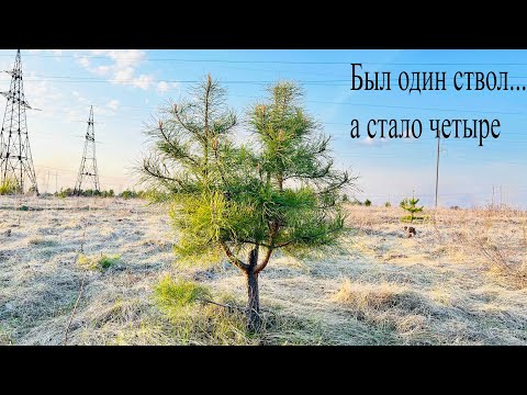 Видео: Вот что будет,если у сосны удалить ствол