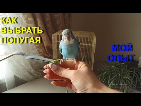 Видео: КАК ВЫБРАТЬ ВОЛНИСТОГО ПОПУГАЯ. Купить попугая мальчика и молодого! (2019г.)